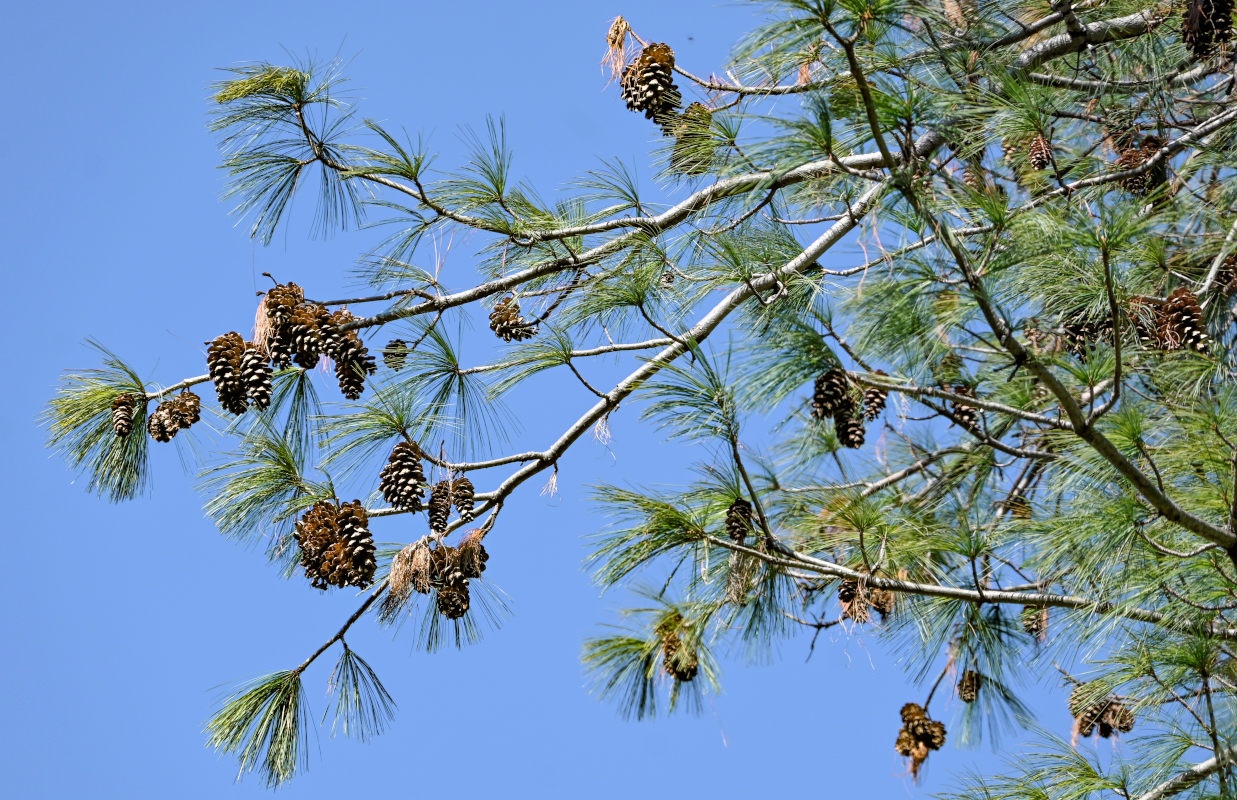 Image of Pinus palustris specimen.