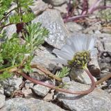 Tripleurospermum caucasicum