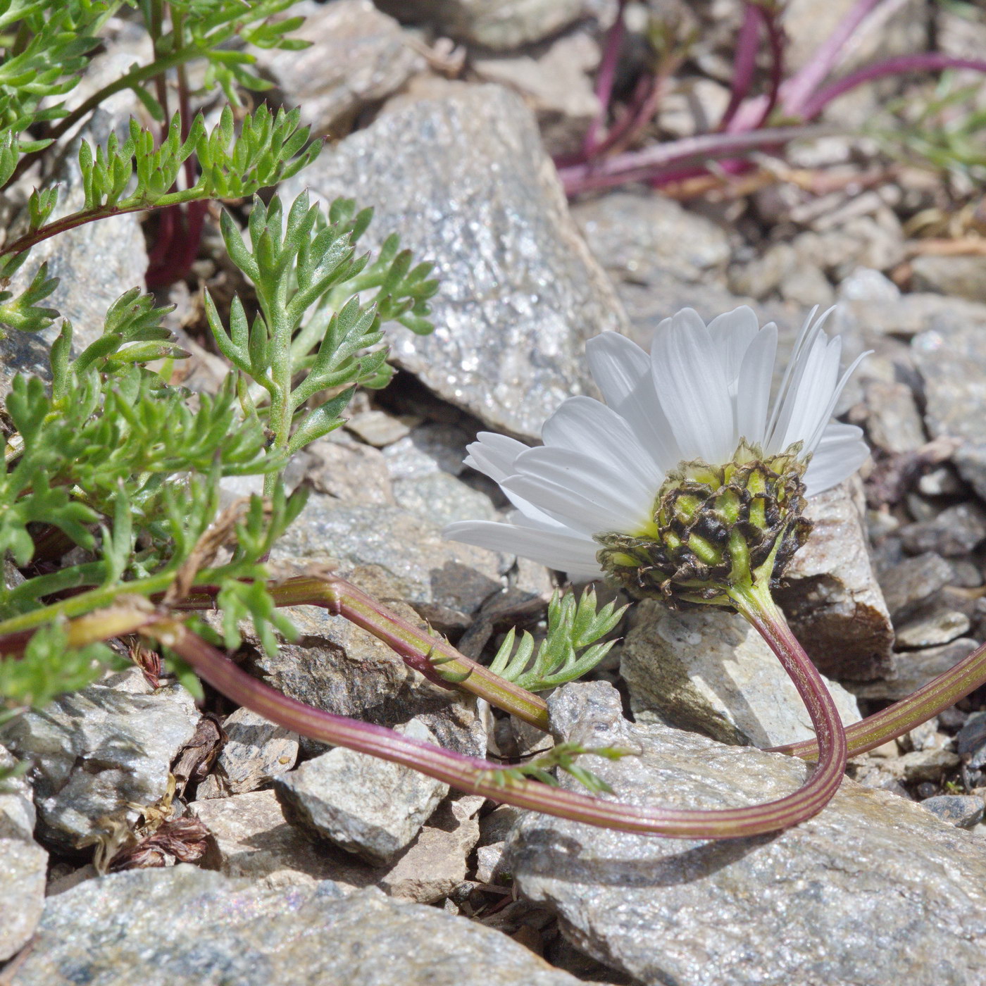 Image of Tripleurospermum caucasicum specimen.