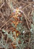 Orobanche cernua. Верхушка отцветающего растения-паразита среди побегов растения-хозяина (Artemisia sp.). Дагестан, окр. с. Манаскент, приморские пески, псаммофитная закустаренная степь. 16.06.2023.