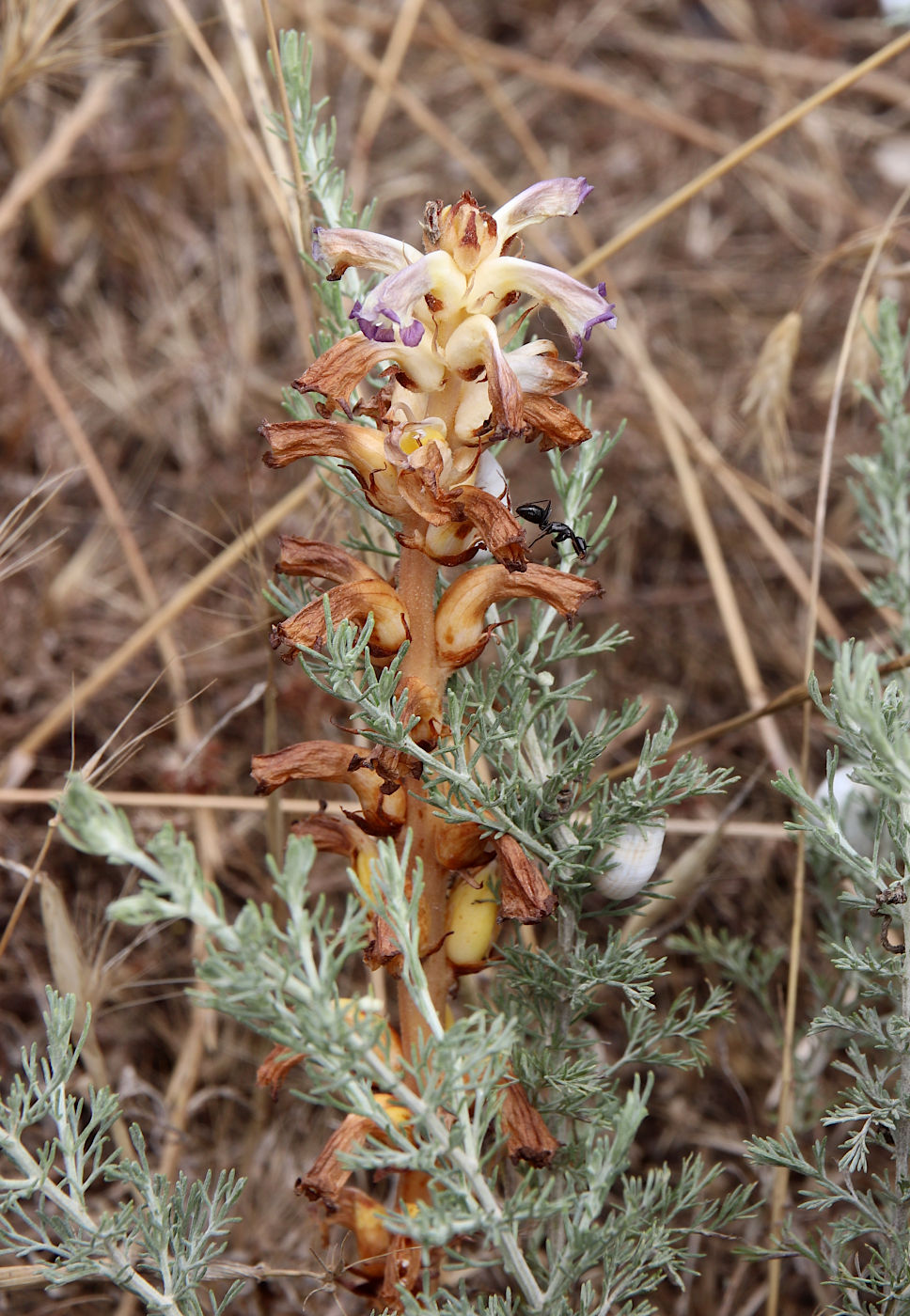 Image of Orobanche cernua specimen.