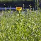 genus Hypericum