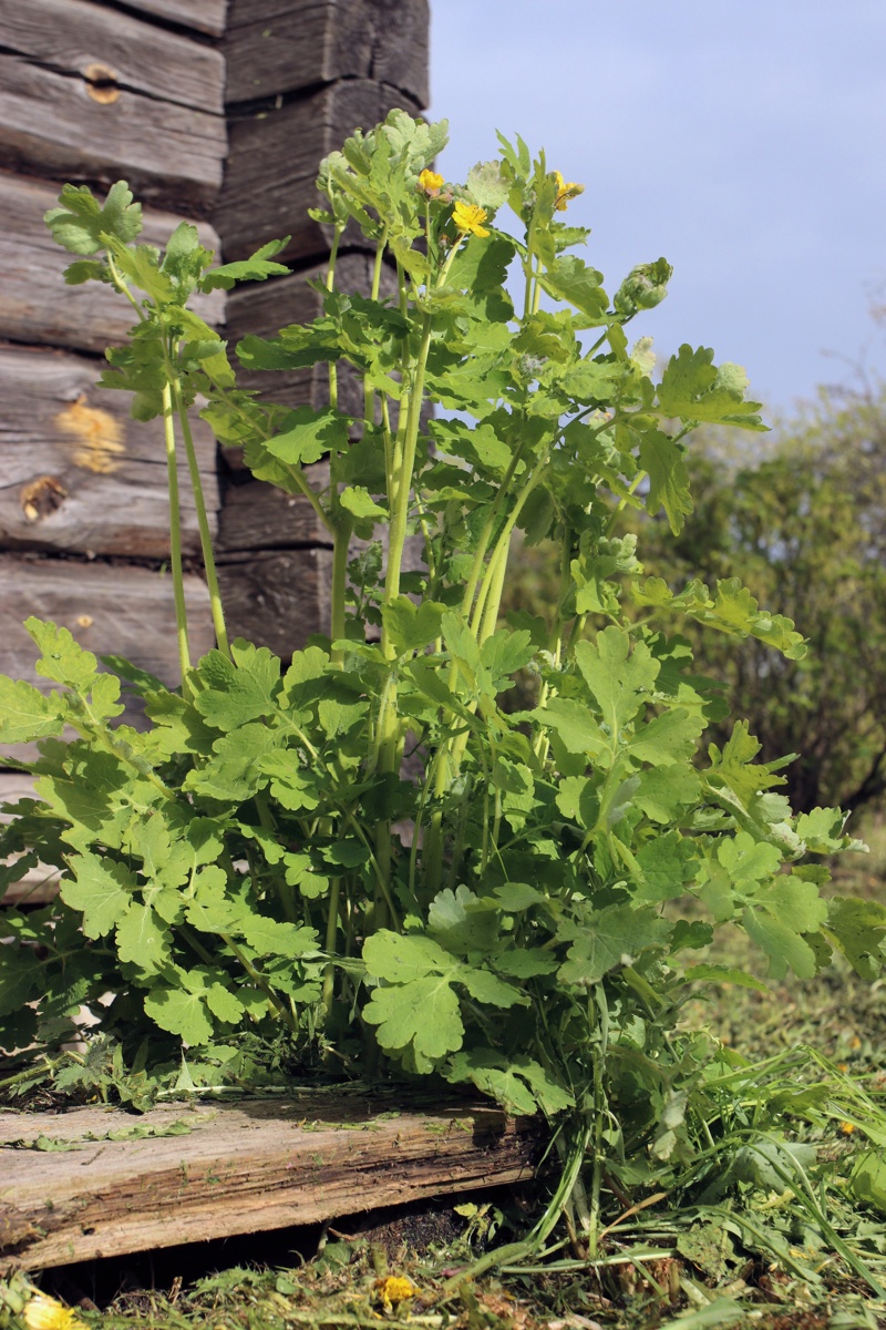 Image of Chelidonium majus specimen.