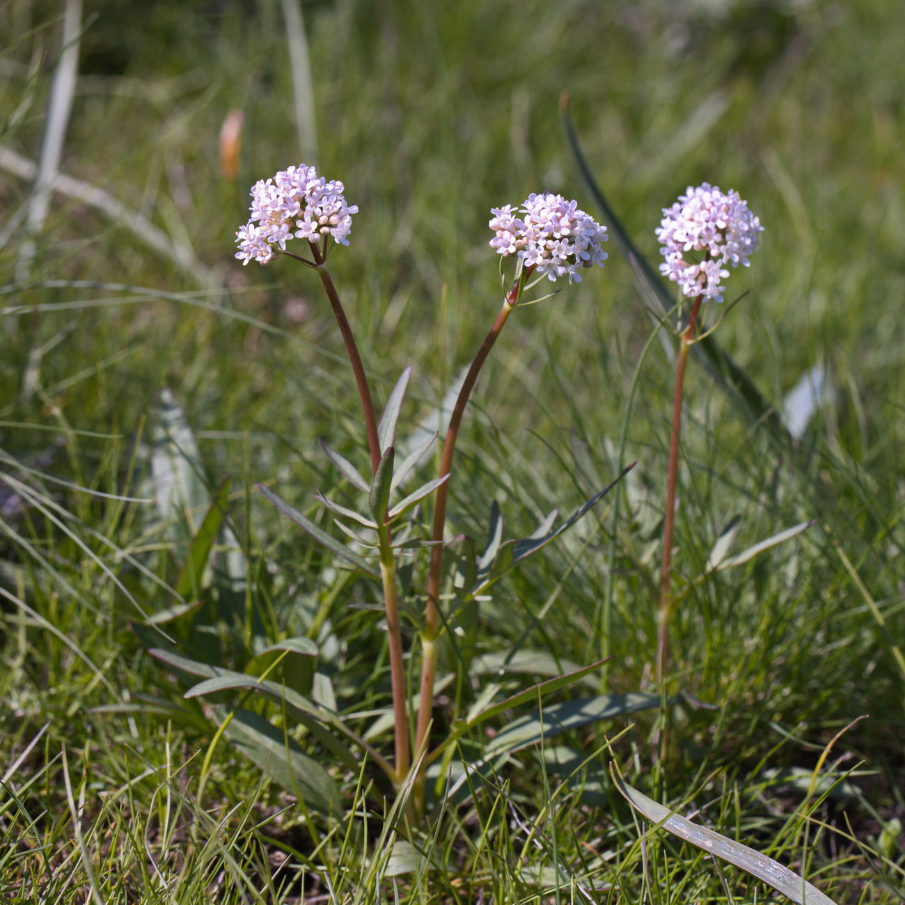 Изображение особи Valeriana tuberosa.