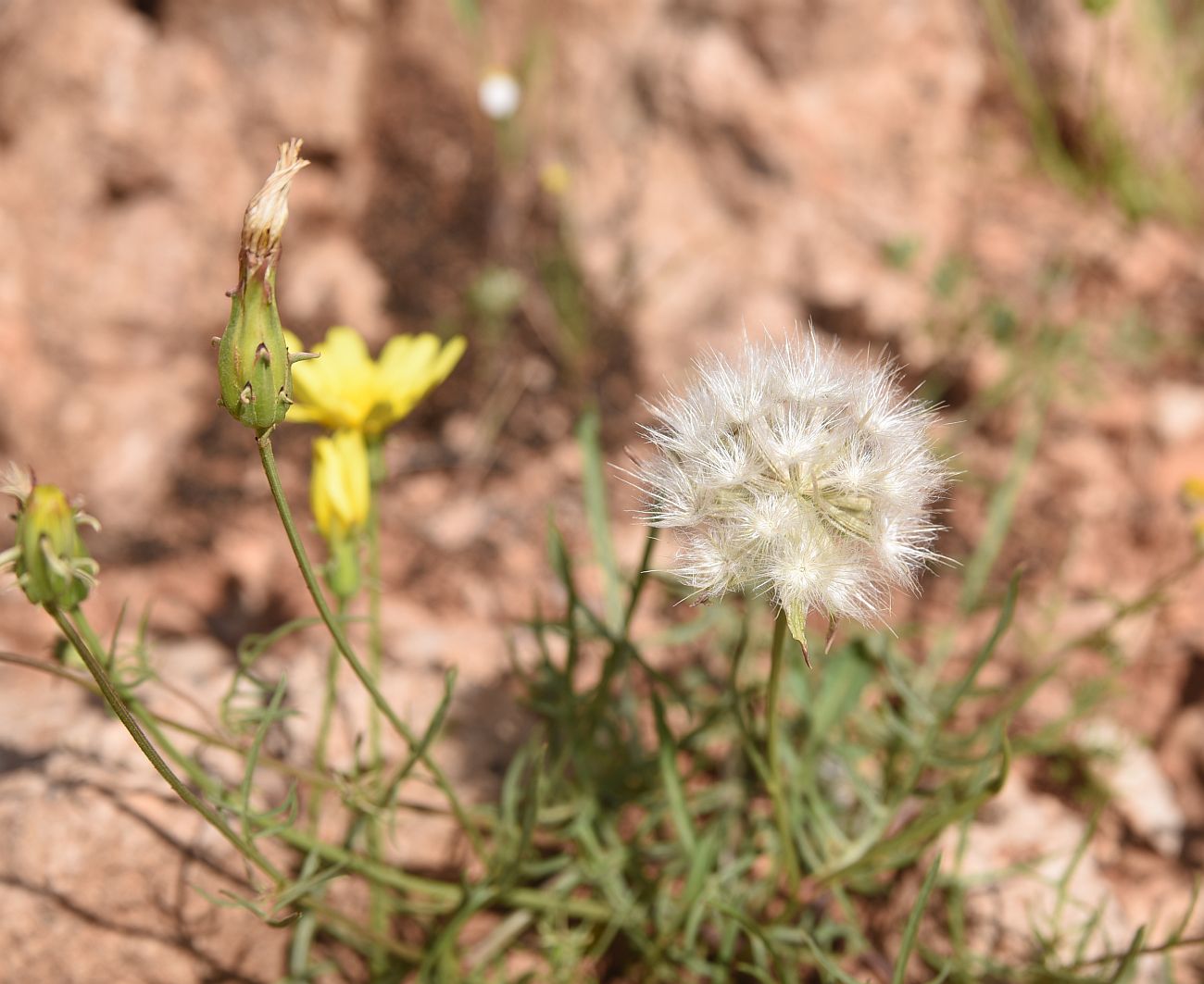 Image of Scorzonera meyeri specimen.