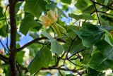 Liriodendron tulipifera