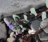 Mertensia maritima