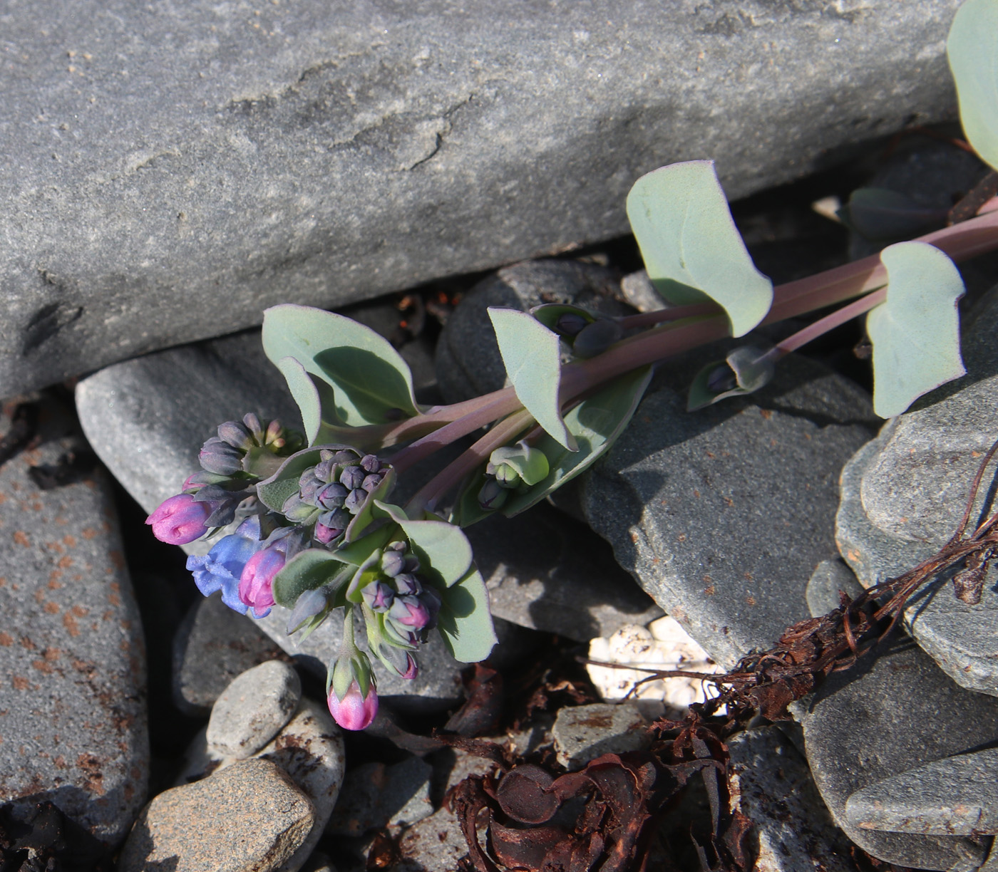 Изображение особи Mertensia maritima.