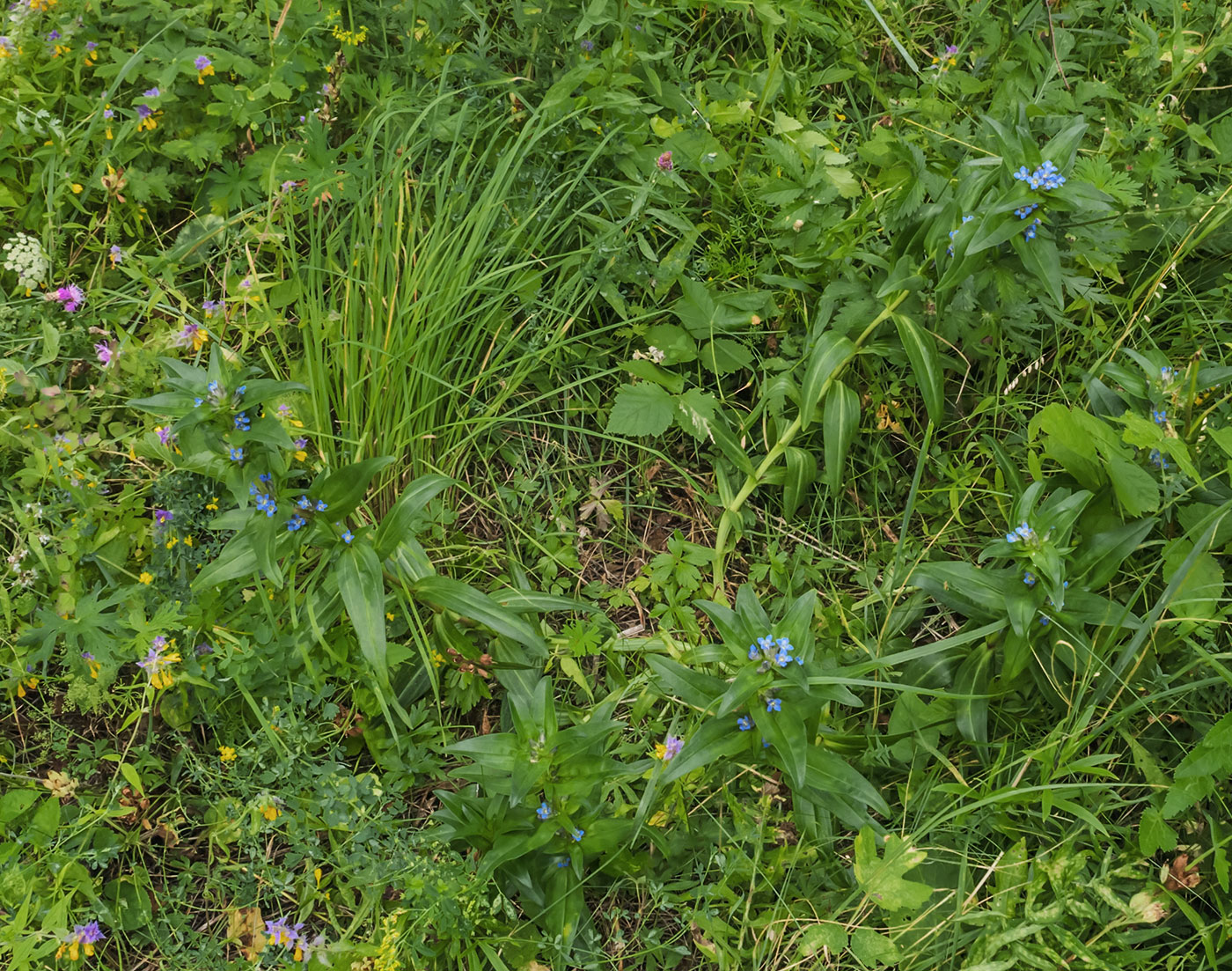 Изображение особи Gentiana cruciata.