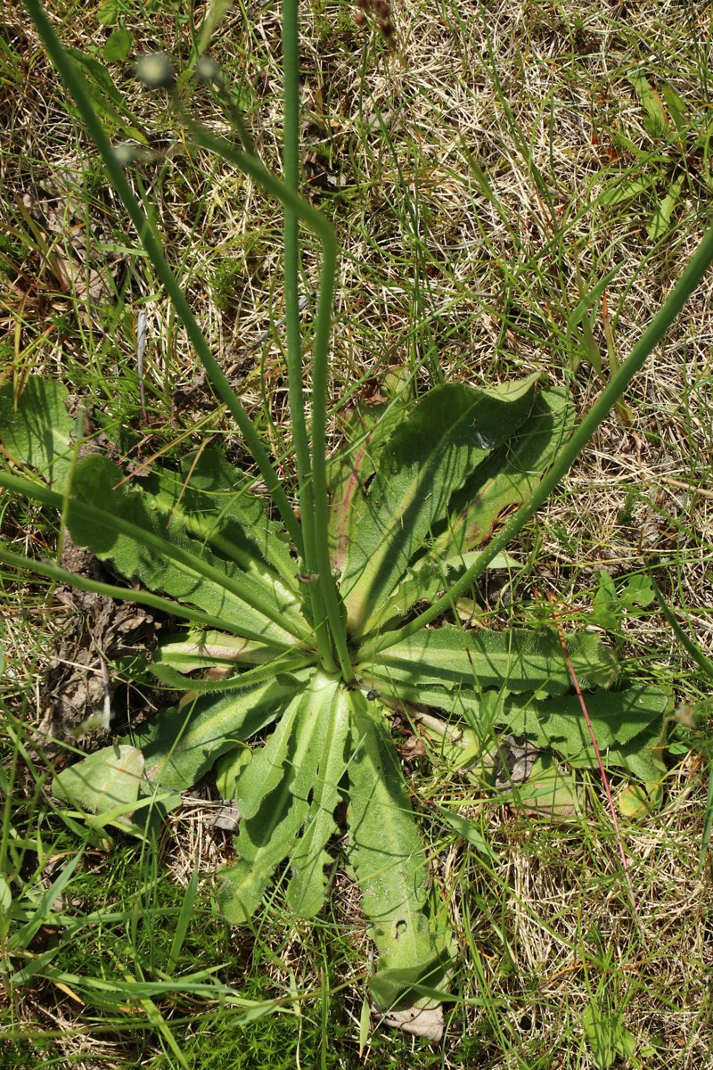 Изображение особи Hypochaeris radicata.
