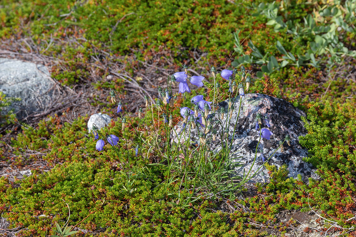 Image of Campanula rotundifolia specimen.