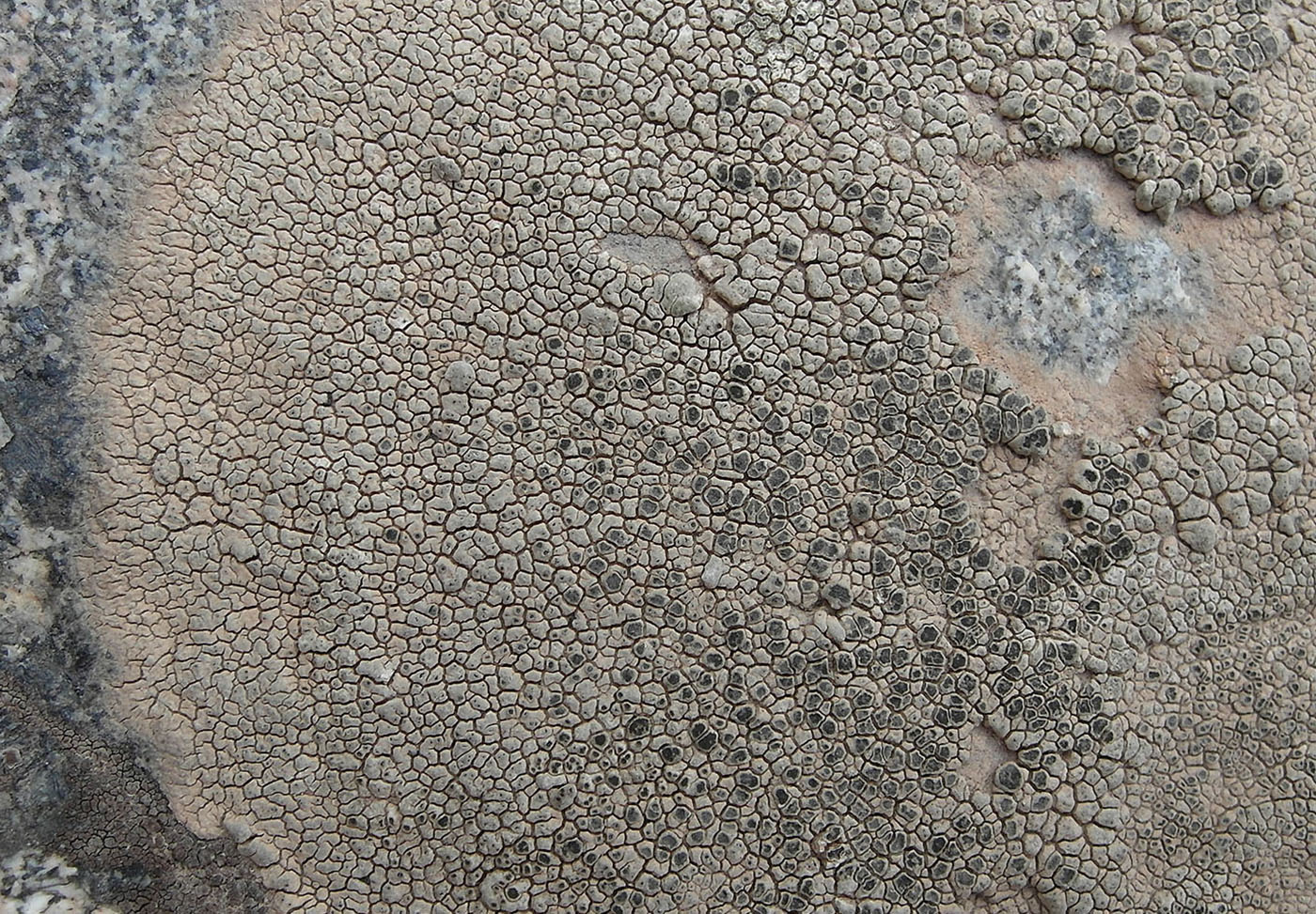 Image of Aspicilia fumosa specimen.