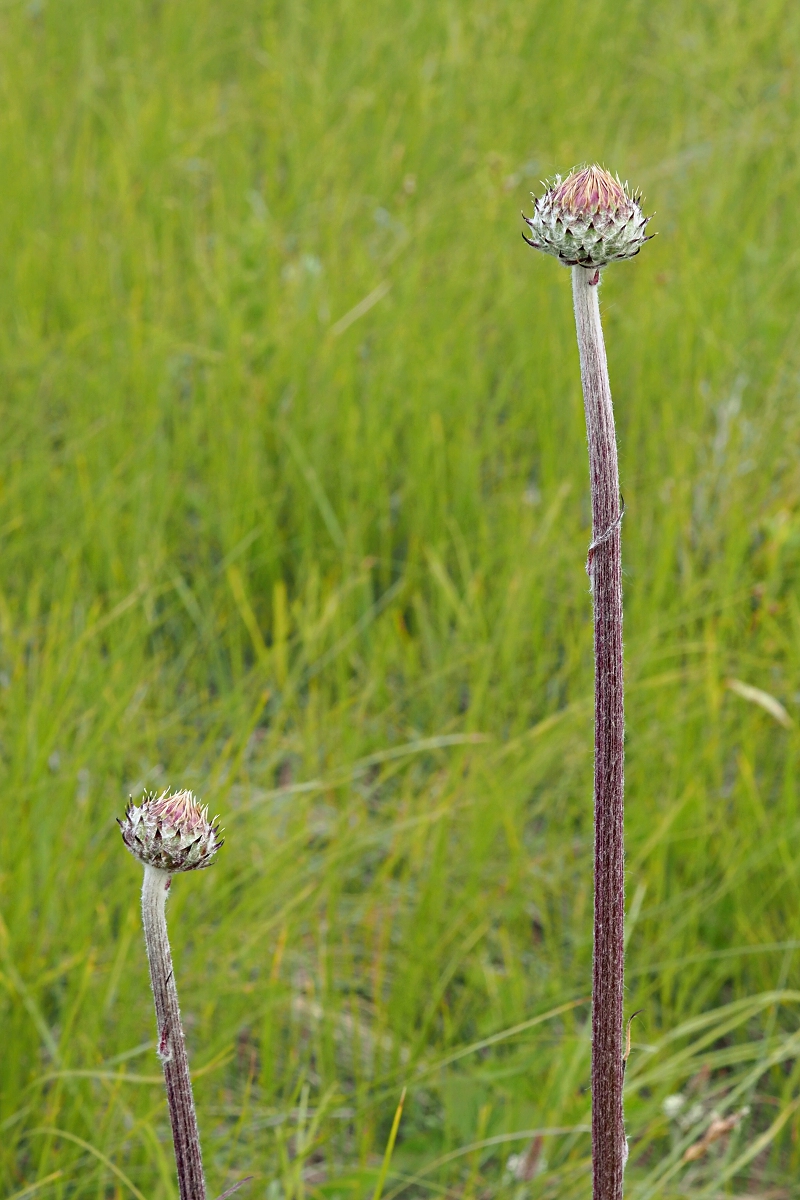 Image of Jurinea arachnoidea specimen.