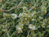 Anabasis truncata. Плоды. Казахстан, Жетысуская обл., Панфиловский р-н, отроги Джунгарского Алатау, горы Долонтау, переполненные гипсом пестроцветы. 19 сентября 2025 г.