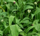 Allium victorialis. Верхушки цветущих растений. Кабардино-Балкария, Эльбрусский р-н, правый берег р. Донгуз-Орун в 500 м выше поляны Чегет, лиственный лес. 17 июня 2025 г.