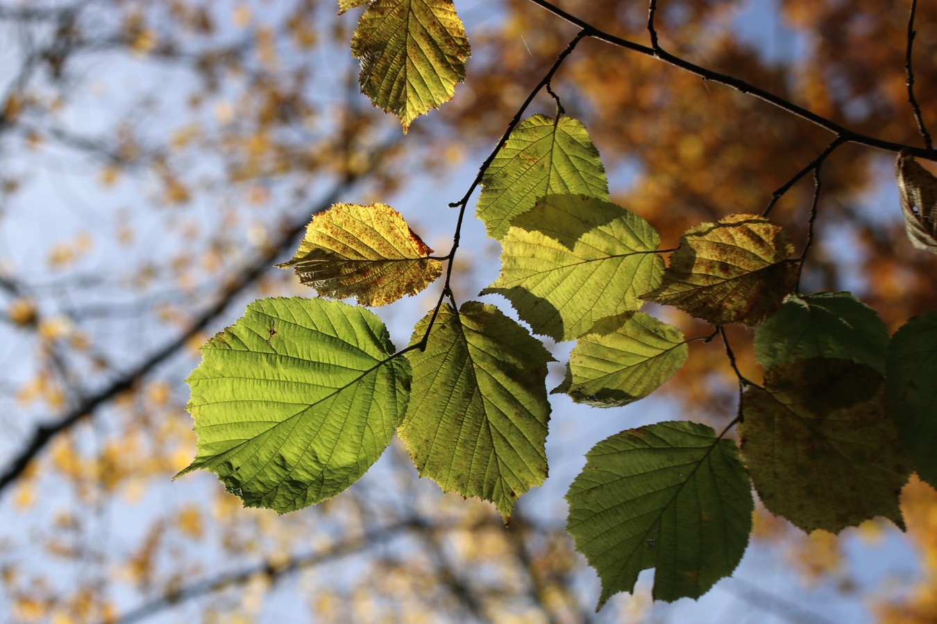 Image of Corylus avellana specimen.