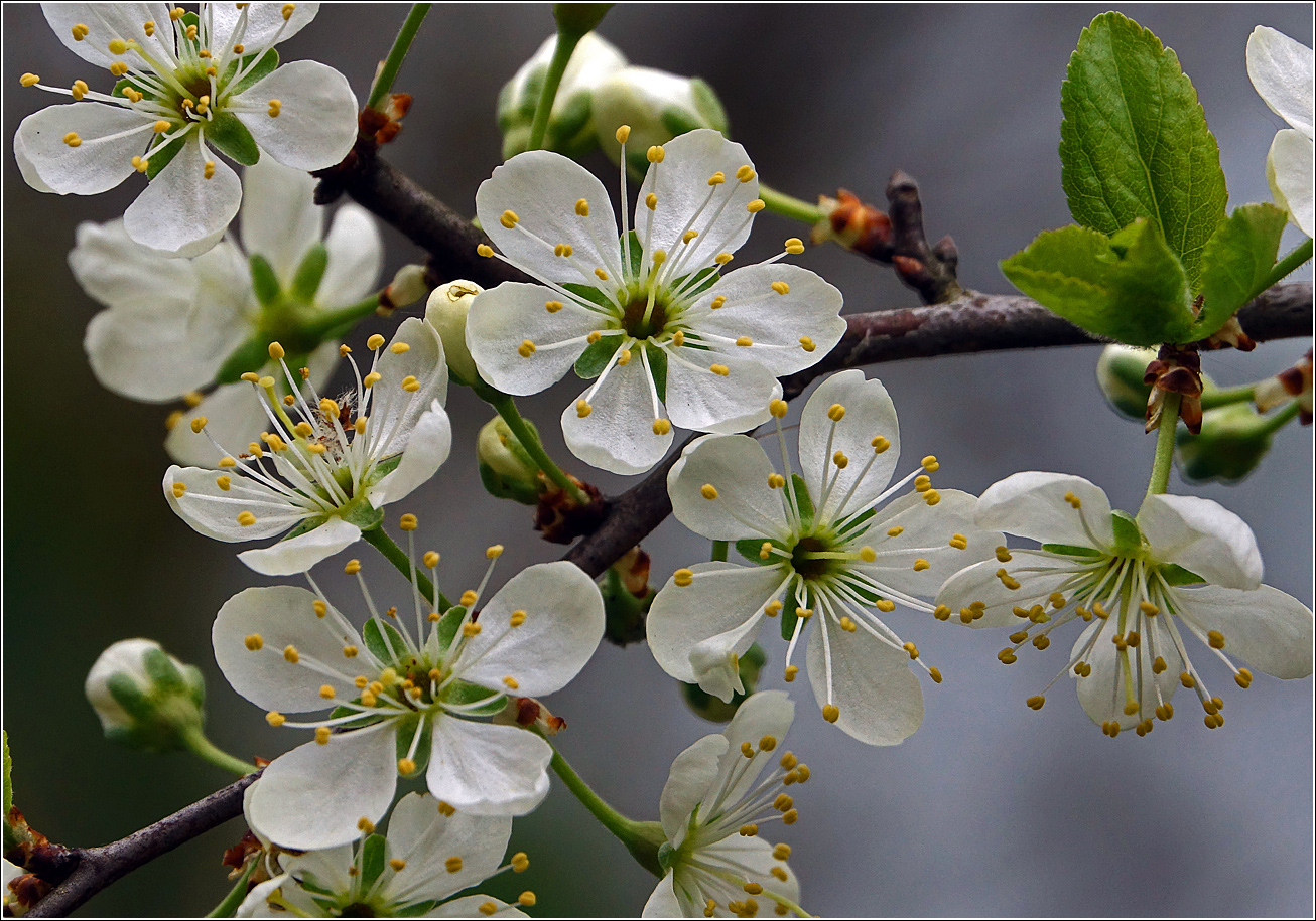 Изображение особи Prunus spinosa.