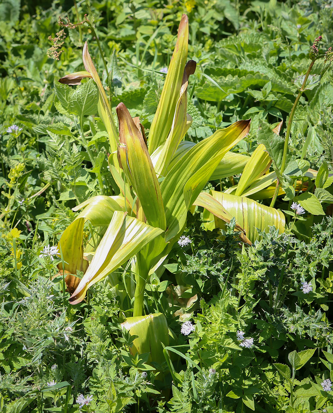 Изображение особи Colchicum speciosum.