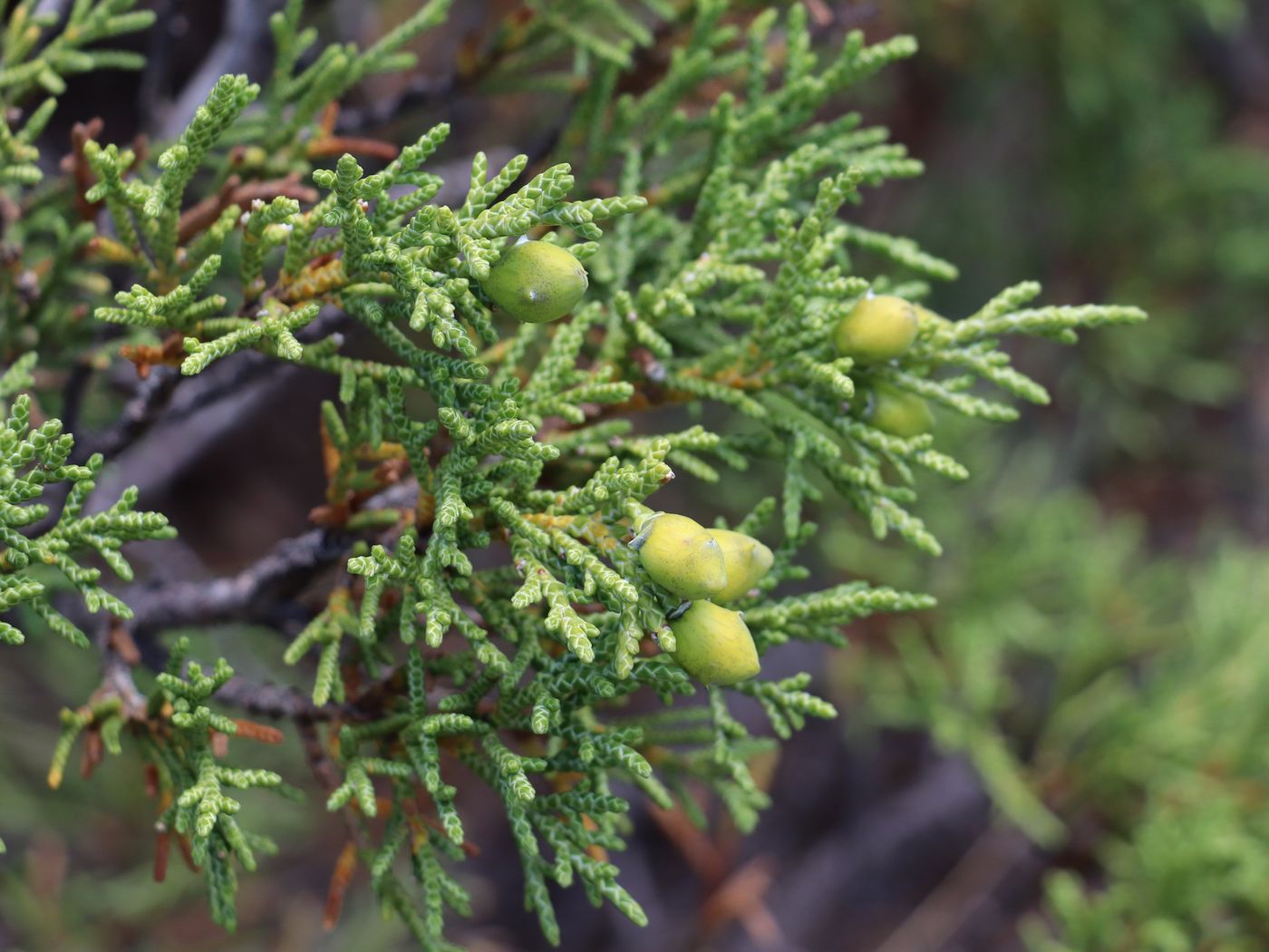 Image of Juniperus turkestanica specimen.