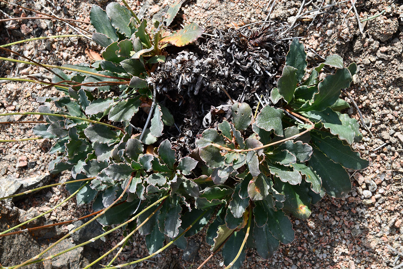 Image of Ikonnikovia kaufmanniana specimen.