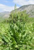 Rumex tianschanicus. Цветущие растения. Узбекистан, Кашкадарьинская обл., Китабский р-н, Китабский Государственный геологический запов., глинистый склон, разнотравье. 21.05.2024.