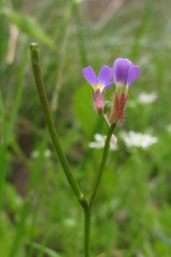 Image of Arabis verna specimen.