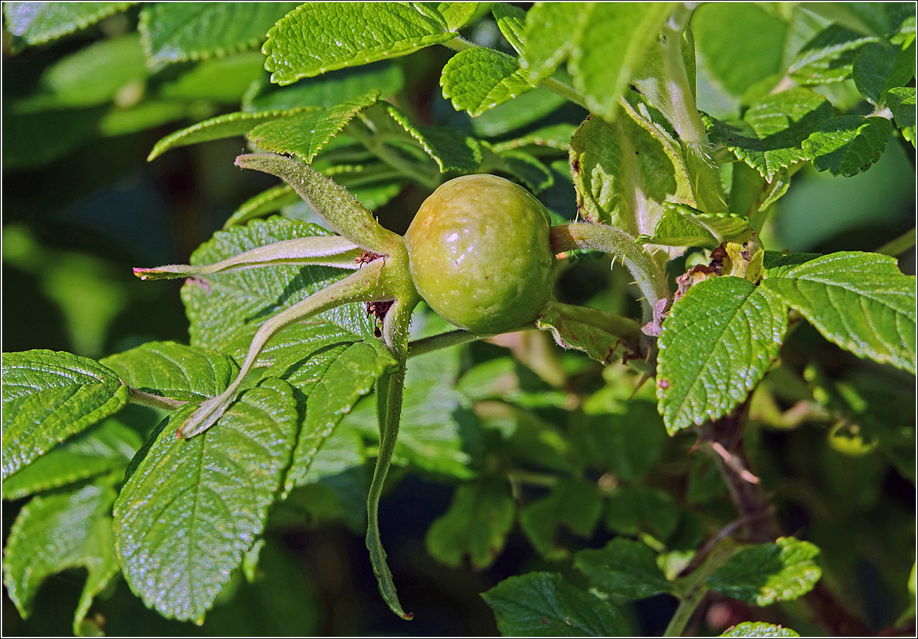 Изображение особи Rosa rugosa.