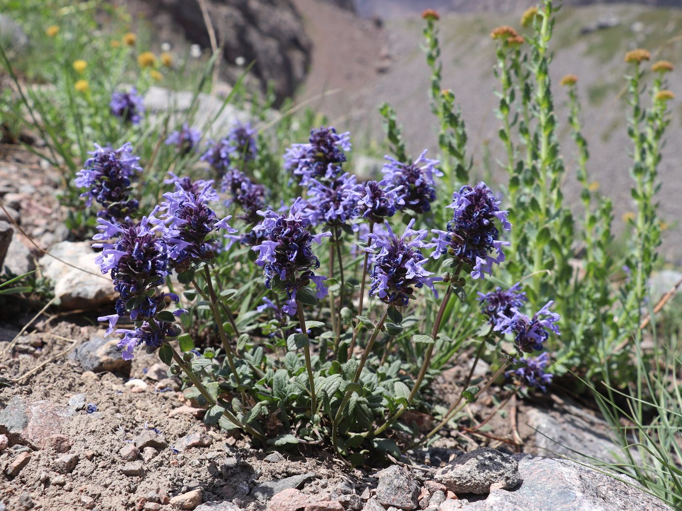 Изображение особи Dracocephalum nutans.