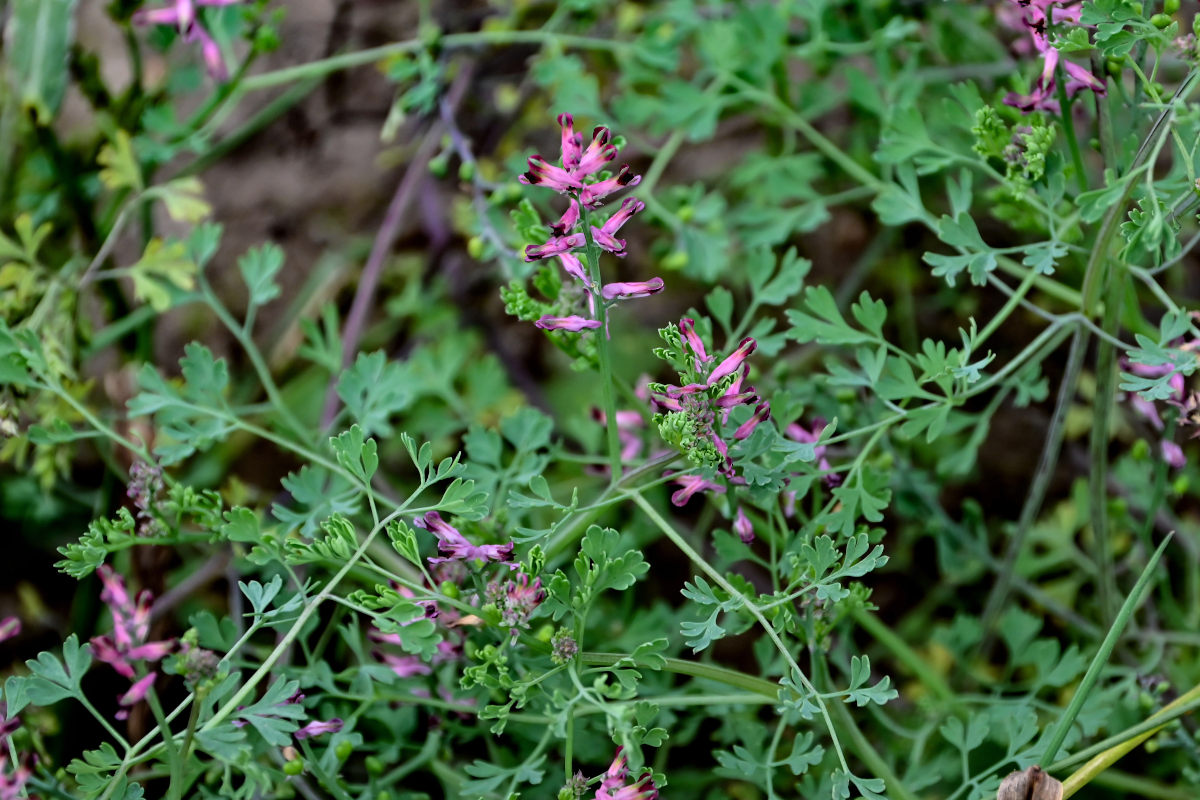 Image of Fumaria officinalis specimen.