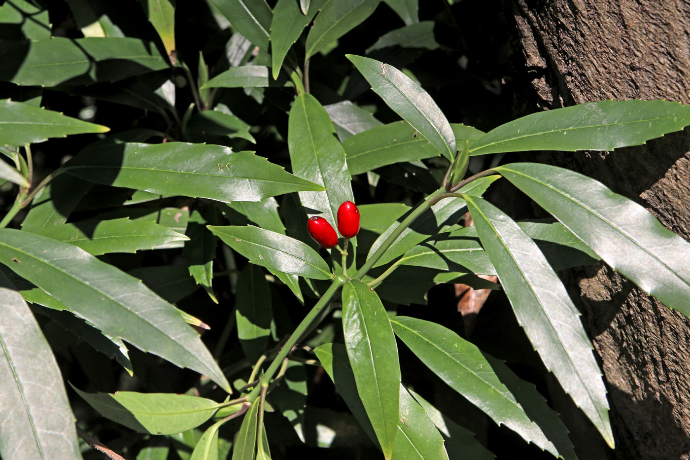 Изображение особи Aucuba japonica.