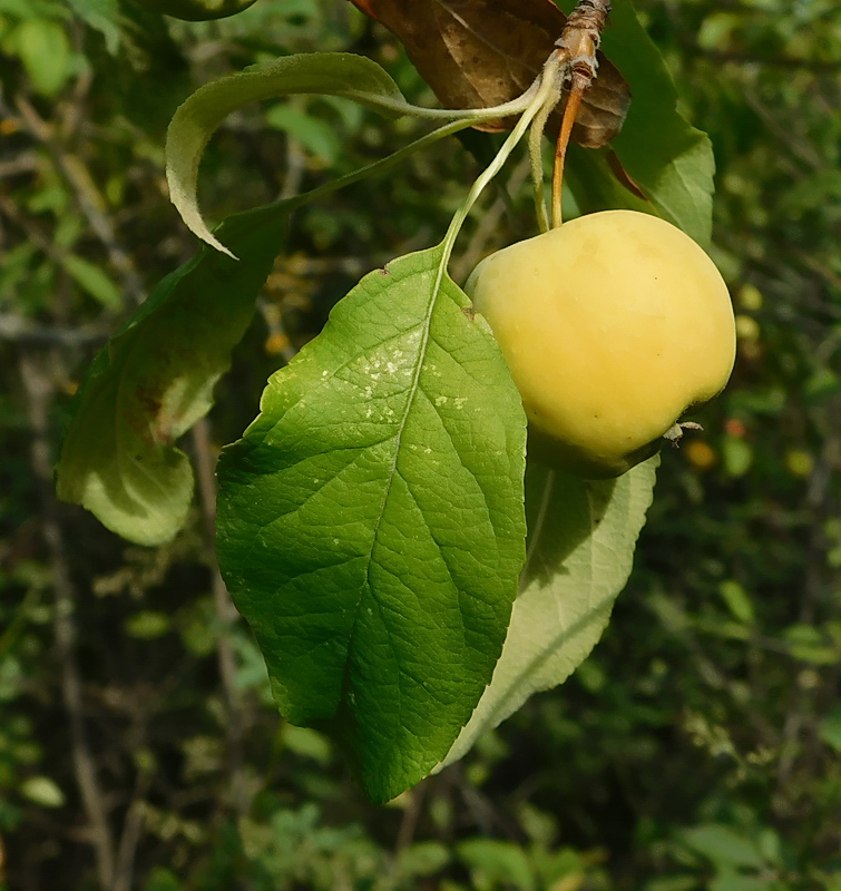 Изображение особи Malus domestica.