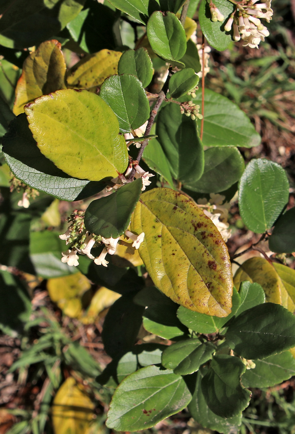 Image of Viburnum suspensum specimen.