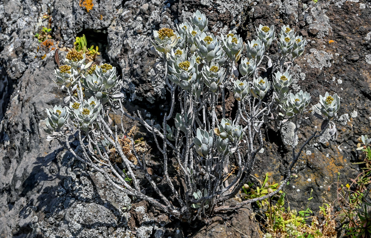 Image of Helichrysum obconicum specimen.