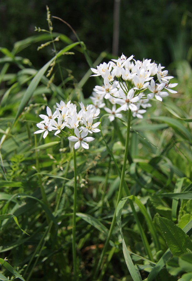 Image of Allium subhirsutum specimen.