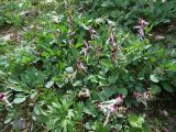 Corydalis popovii. Цветущее растение в сообществе с Eranthis longistipitata. Узбекистан, Сурхандарьинская обл., Байсунский р-н, ≈5 км на юг от с. Шораб; Памиро-Алай, Келиф-Шерабадская гряда, верх. р. Узун-Дара, ≈1800 м н.у.м., глинисто-мелкощебнистый склон. 15.04.2025.