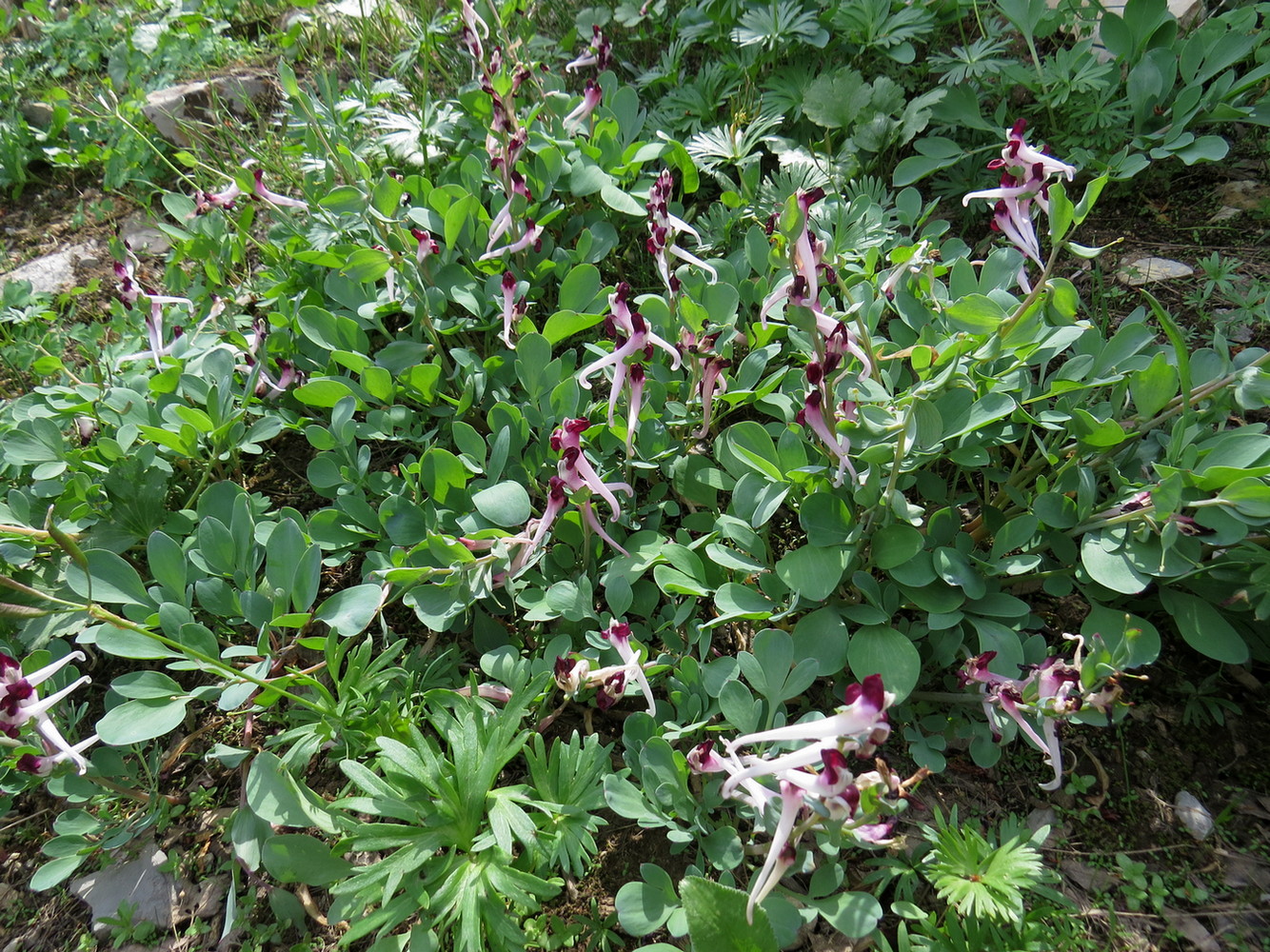Image of Corydalis popovii specimen.