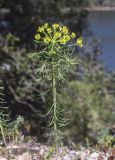 Euphorbia cyparissias. Верхушка цветущего растения. Испания, Каталония, пров. Барселона, комарка Осона, муниципалитет Виланова-де-Сау, водохранилище Сау, залесенный склон сев. экспозиции, обочина дороги. 14.04.2026.