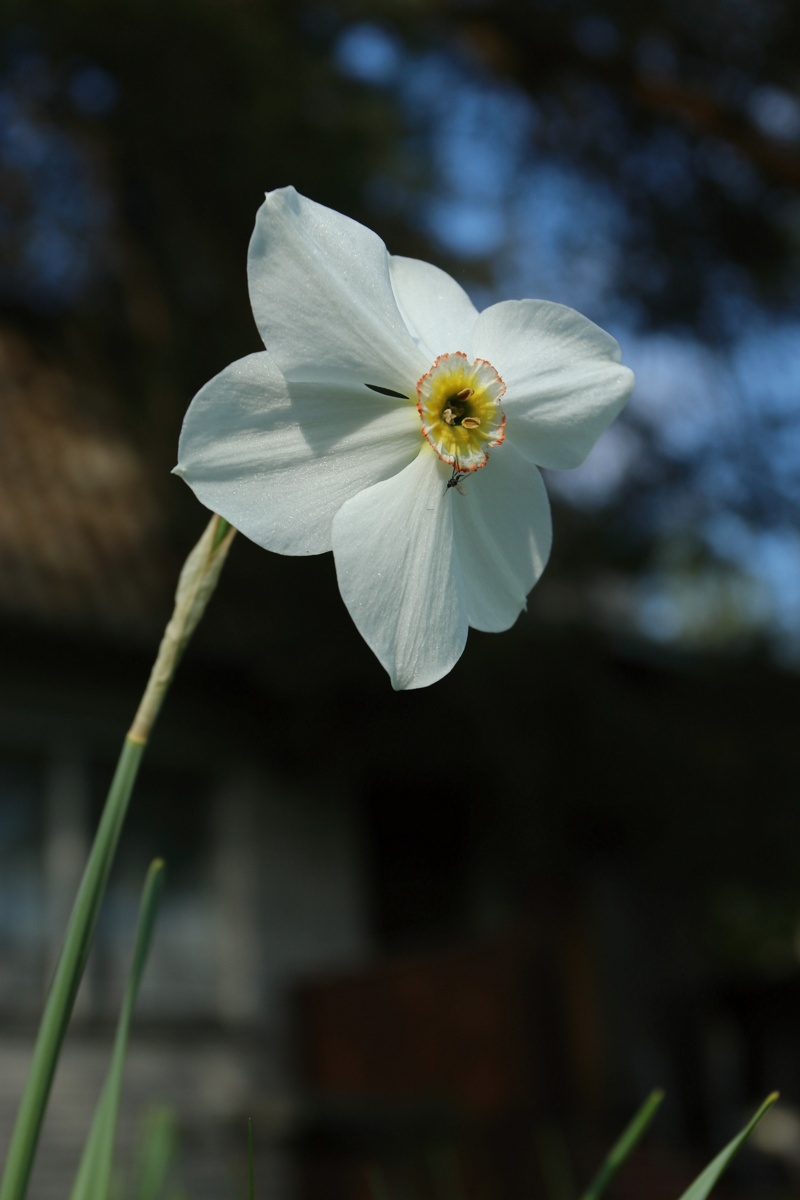 Изображение особи Narcissus poeticus.