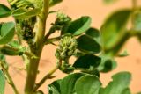 Astragalus lehmannianus. Бутонизирующее соцветие. Астраханская обл., Наримановский р-н, окр. с. Николаевка, бархан Большой Брат, опустыненная степь, участок подвижных песков. 04.06.2026.