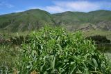 Phlomis pungens