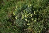 род Onosma