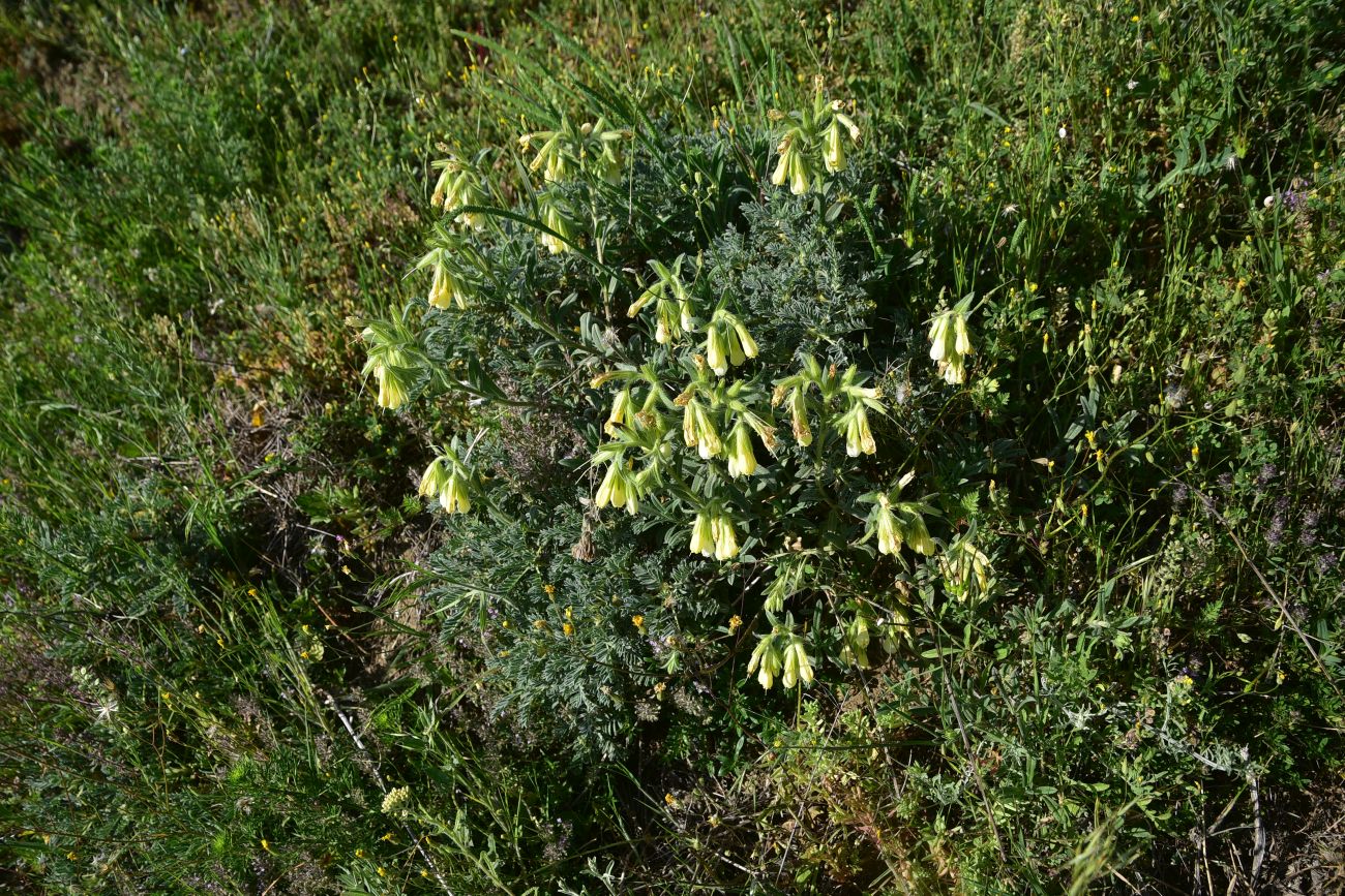 Image of genus Onosma specimen.