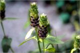 Prunella vulgaris. Соплодие в начальной стадии созревания. Раменский р-н, окр. дер. Хрипань, садовый участок. 16.07.2026.