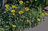 Gazania × hybrida
