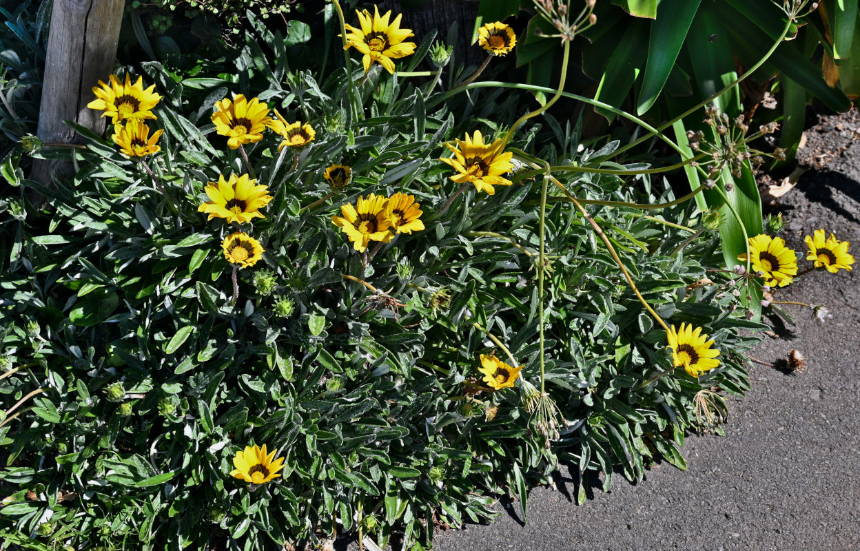 Изображение особи Gazania × hybrida.