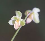 Ephippianthus schmidtii. Цветок. Хабаровский край, р-н имени Лазо, верховье р. Ко, выс. ≈ 700 м н.у.м., долинный хвойный лес. 31.07.2026.
