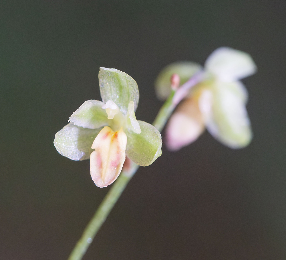 Image of Ephippianthus schmidtii specimen.