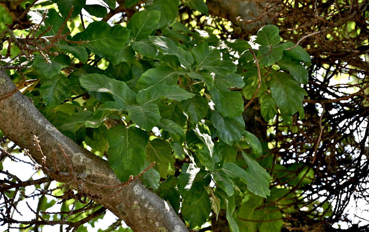 Изображение особи Ficus sycomorus.