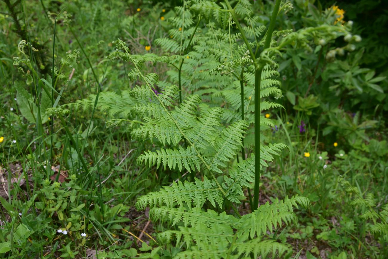 Image of Unknown species specimen.