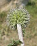 Echinops sphaerocephalus. Верхушка побега с соцветием в бутонах. Дагестан, Докузпаринский р-н, окр. с. Текипиркент, ≈ 1500 н.у.м., обочина дороги. 26.07.2026.